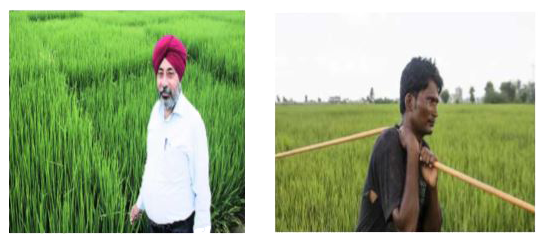 Two farmers Ramakishan and Gurucharan Singh cultivate only three varieties of rice namely Basmati, Permal and Naura. The sale (in rupees) of these varieties of rice by both the farmers in the month of September and October are given by the following matrices A and B      The total sales in September and October for each farmer in each variety can be represented as ..