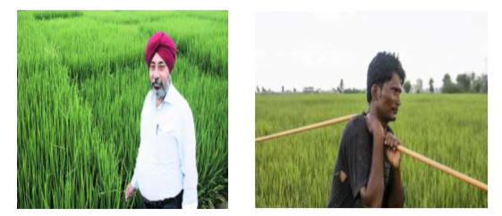 Two farmers Ramakishan and Gurucharan Singh cultivate only three varieties of rice namely Basmati, Permal and Naura. The sale (in rupees) of these varieties of rice by both the farmers in the month of September and October are given by the following matrices A and B      What is the value of ?A(23)?