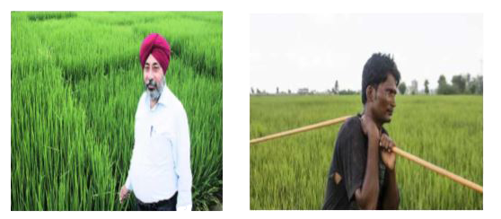 Two farmers Ramakishan and Gurucharan Singh cultivate only three varieties of rice namely Basmati, Permal and Naura. The sale (in rupees) of these varieties of rice by both the farmers in the month of September and October are given by the following matrices A and B     The decrease in sales from September to October is given by  .