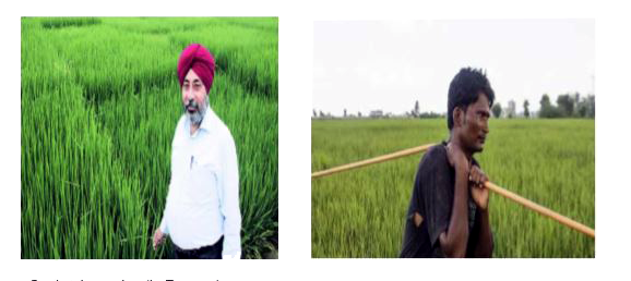 Two farmers Ramakishan and Gurucharan Singh cultivate only three varieties of rice namely Basmati, Permal and Naura. The sale (in rupees) of these varieties of rice by both the farmers in the month of September and October are given by the following matrices A and B     If Gurucharan receives 2% profit on gross sales, compute his profit for each variety sold in September.