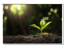 The Relation between the height of the plant (y in cm) with respect to exposure to sunlight is governed by the following equation y=4x-1/2x^(2) where x is the numberof days exposed to sunlight.   The rate of growth of the plant with respect to sunlight is  .