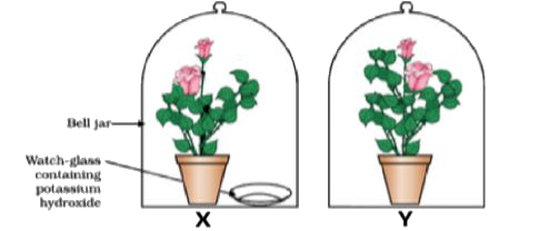 The Figure shown below represents an activity to prove the requirements for photosynthesis. During this activity, two healthy potted plants were kept in the dark for 72 hours. After 72 hours, KOH is kept in the watch glass in setup X and not in setup Y. Both these setups are air tight and have been kept in light for 6 hours. Then, Iodine Test is performed with one leaf from each of the two plants X and Y.      This experimental set up is used to prove essentiality of which of the following requirements of photosynthesis?