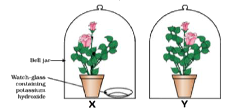 The Figure shown below represents an activity to prove the requirements for photosynthesis. During this activity, two healthy potted plants were kept in the dark for 72 hours. After 72 hours, KOH is kept in the watch glass in setup X and not in setup Y. Both these setups are air tight and have been kept in light for 6 hours. Then, Iodine Test is performed with one leaf from each of the two plants X and Y.      Which of the following statements shows the correct results of Iodine Test performed on the leaf from plant X and Y respectively?