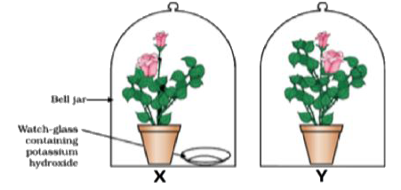The Figure shown below represents an activity to prove the requirements for photosynthesis. During this activity, two healthy potted plants were kept in the dark for 72 hours. After 72 hours, KOH is kept in the watch glass in setup X and not in setup Y. Both these setups are air tight and have been kept in light for 6 hours. Then, Iodine Test is performed with one leaf from each of the two plants X and Y.      Which of the following steps can be followed for making the apparatus air tight?   i. placing the plants on glass plate   ii. using a suction pump.   iii. applying aseline to seal the bottom of jar.   iv. creating vacuum
