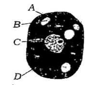 नीचे दिए गए जन्तु कोशिका के आरेख में A,B,Cऔर D भागों का सही नामांकन है