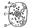 In the diagram of animal cell given below, the correct labelling of the parts A, B, C and D is