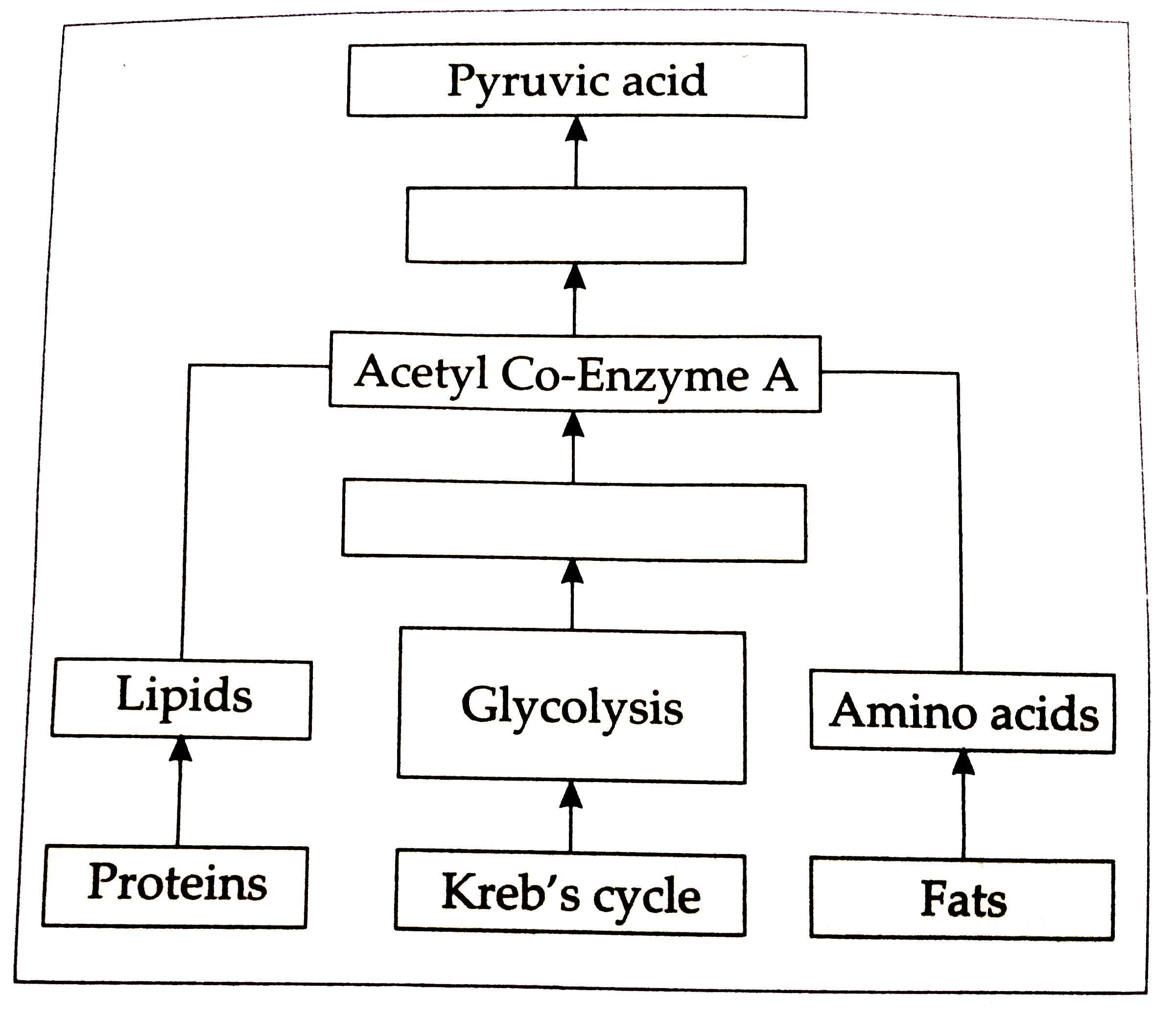 How energy is formed from oxidation of carbohydrates , fats and protein? Correct the diagram given below.