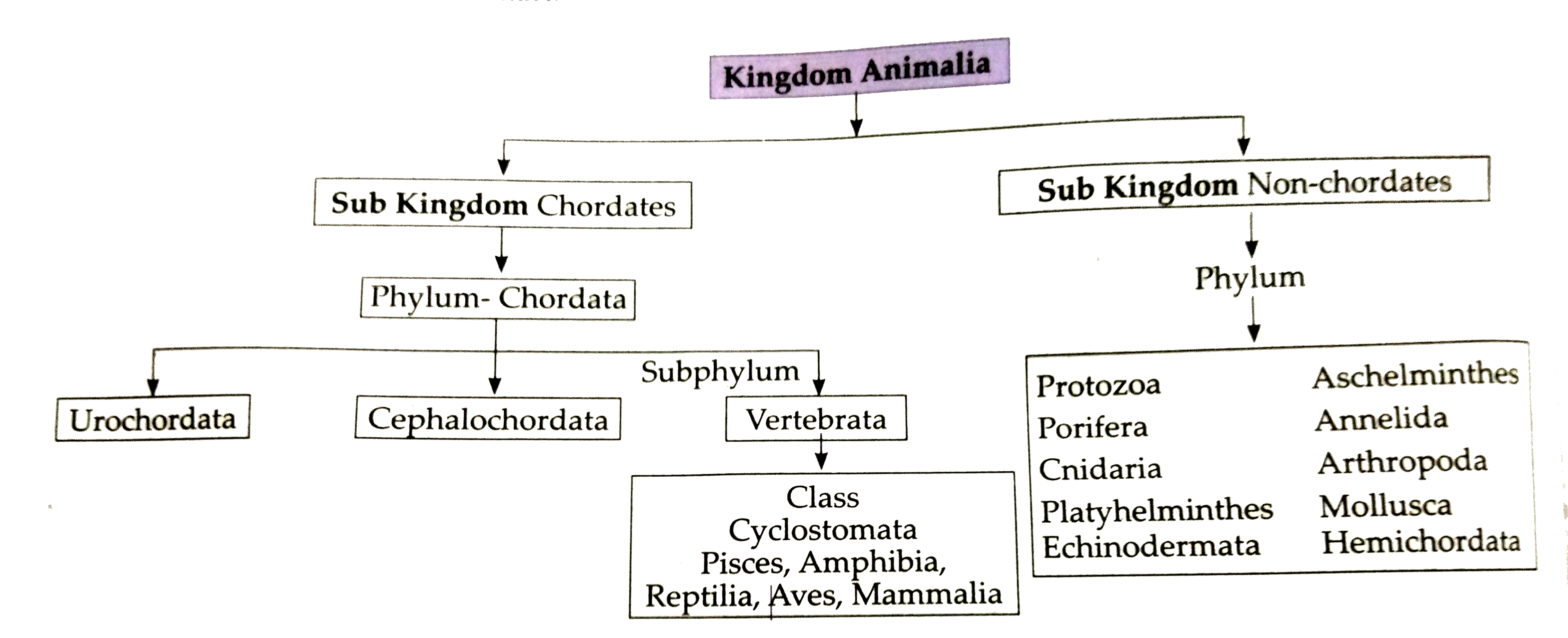 Conventional system of Animal classification