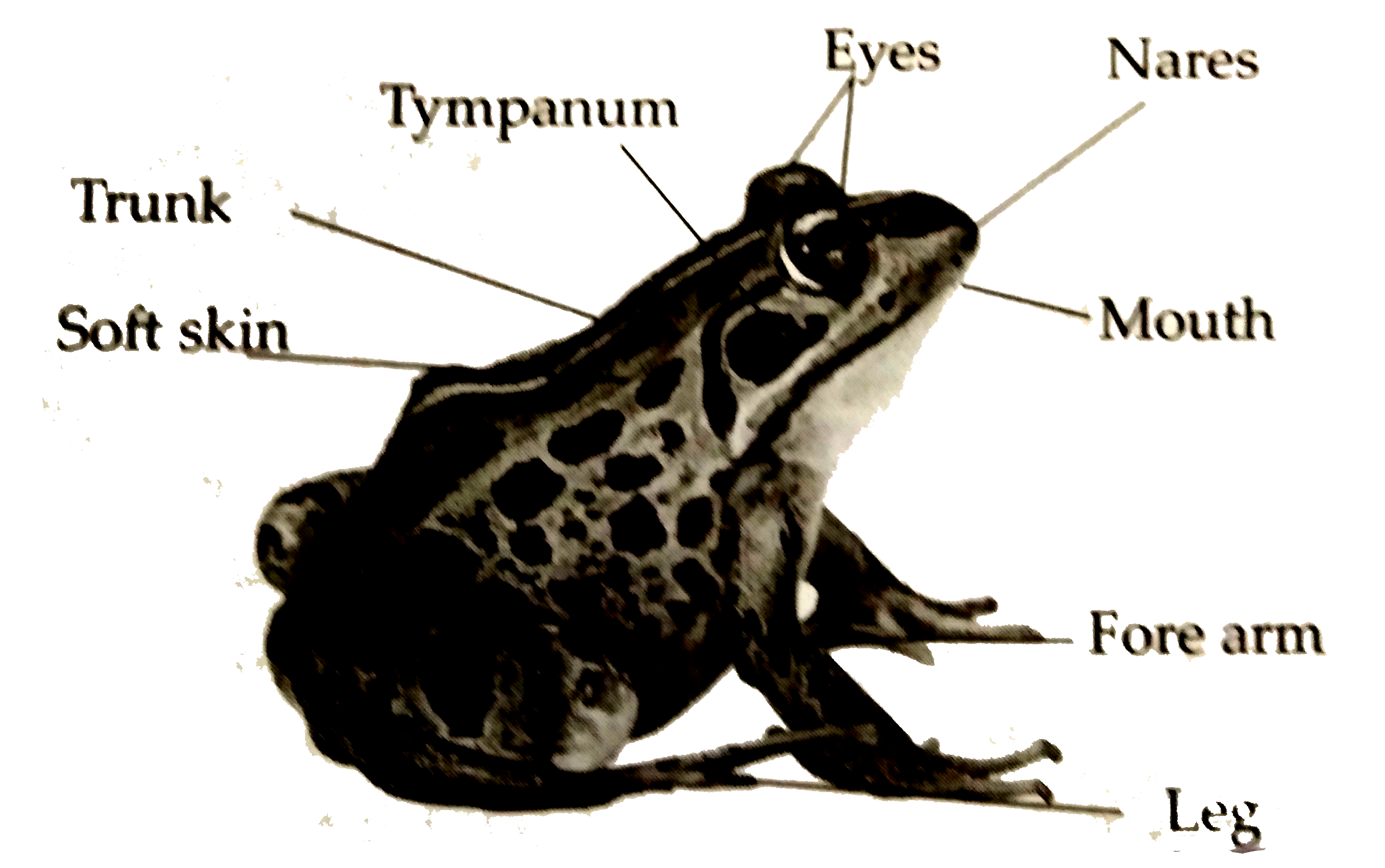 class amphibia diagram