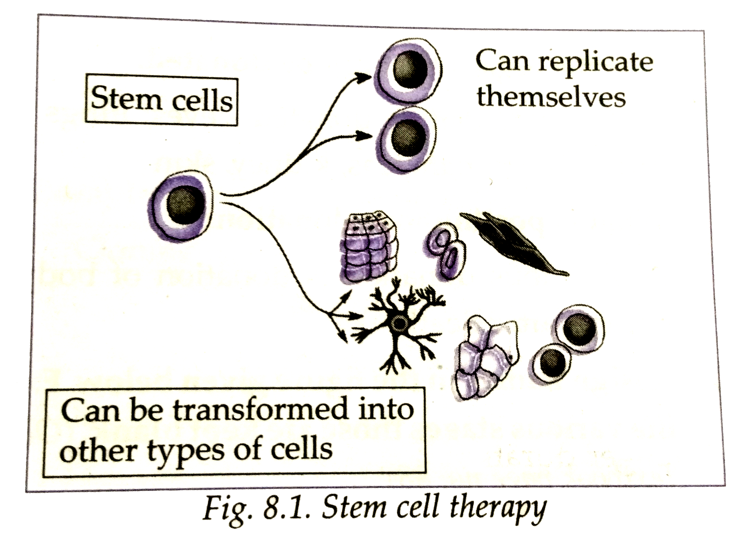 Label the diagram and answer the question      which types of cells are shown in the diagrams?