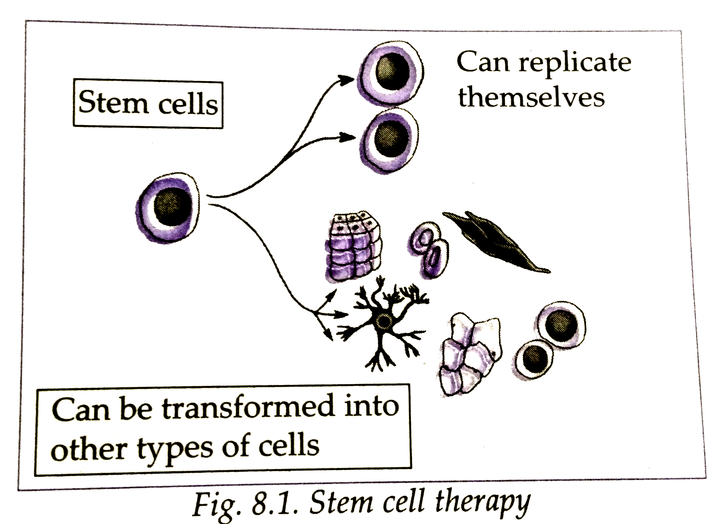 Label the diagram and answer the question      Define the type of cells.