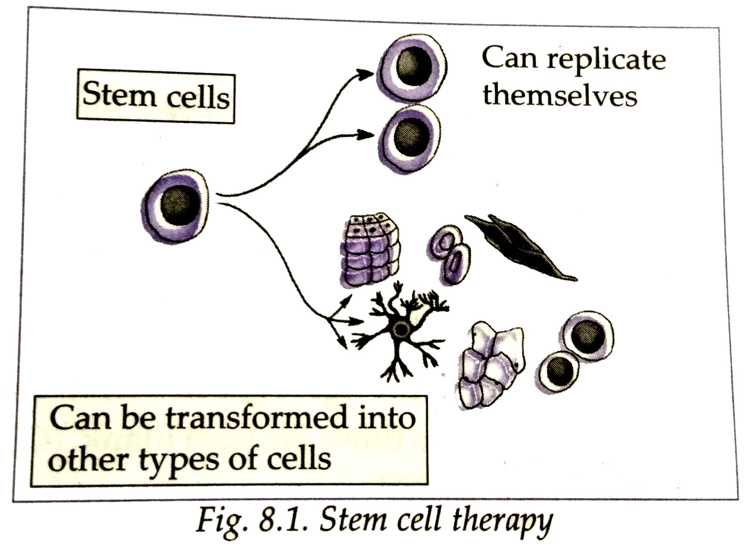 Label the diagram and answer the question      which cells can be formed due to the cell mentioned in the diagram ?