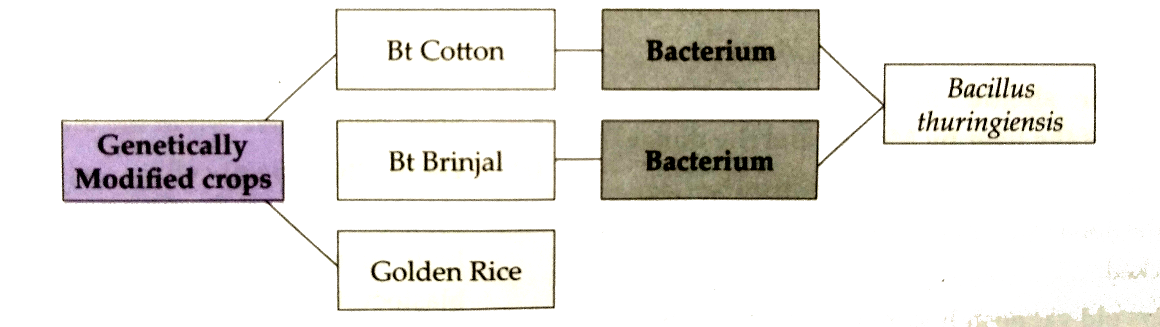 Based on the genetically modified crops fill in the blanks and ansewer the question based on it .      Which types of gene is introduced in golden rice?