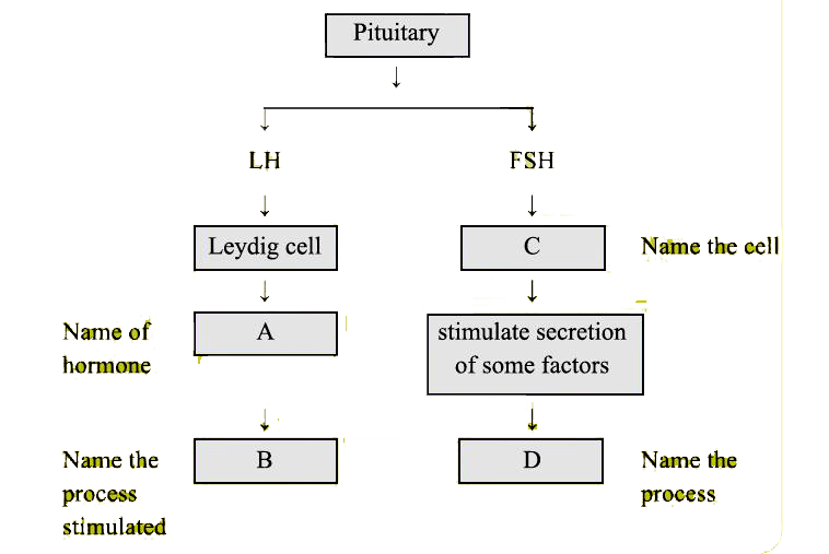 Given below is an incomplete flow chart showing influence of hormone on gametogenesis in male, observe the flow chart carefully and fill in the blank A, B, C and D.