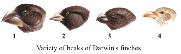 Figures given below are of Darwin's finches ?   (a) Mention the specific geographical area where these were found.  (b) Name and explain the phenomenon that has resulted in the evolution of such diverse species in the region.    ( c ) How did Darwin visit the particular geographical area ?