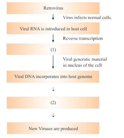 In the given flow diagram , the replication of retrovirus in a host cell is shown. Examine it and anwer the following questions. (a) Why is virus called retrovirus? (b) Fill in the blank (1) and (2)  (c)  Can infected cell survive while viruses are being replicated and realesed by host cell?