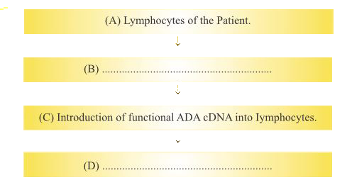 The clinical gene therapy is given to a 4 years old patient for a enzyme which is curcial for the immune system to function. Observe the therpeutical flow chat and give the answer of the following: (c) Why the above method is not a complete solution to the problem?