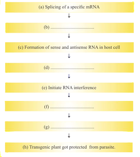 Given below is an incomplete flow chart showing the process of producation of nematode resistant tobacco plants based on RNAi technique. (b)At which level RANi silence the gane?