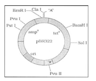 Identify the regions marked as 'A' and '13 in the given figure and write their roles too: