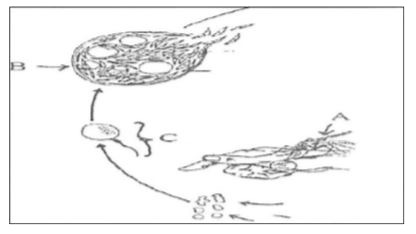 A part of life cycle of Plasmodium is given below. Answer the questions on the basis of the life cycle.      Name the event 'C' and the organ where this event occurs