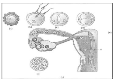The following is the illustration of the Transport of ovum, fertilisation and passage of growing embryo through fallopian tube.      Identify and draw the stages labelled 'e' and 'g'.