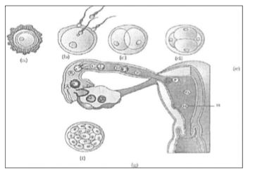 The following is the illustration of the Transport of ovum, fertilisation and passage of growing embryo through fallopian tube.      How is placenta formed?