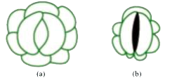 Observe the diagram and answer the following :         (a) Which of these guard cells show a higher water content, A or B ?      (b)Are these types of guard cells found in monocots or dicots ?     (c) Name the element which play an important role in the opening and closing of stomata.