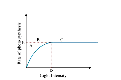 The figure shows the effect of light on the rate of photosynthesis. Based on the graph, answer the following questions :    What could be the limiting factor(s) in region A ?