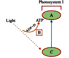 In the diagram shown below, label A, B and C. What type of phosphorylation is possible in this ?