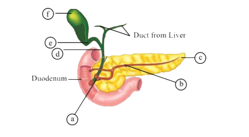 In the following diagram of duct system of liver, gallbladder and pancreas, label a, b, c, d, e and f :