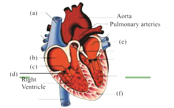 In the following diagram of section of a human heart, label a, b, c, d, e and f.
