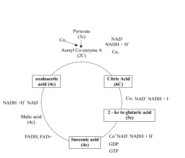 why-is-the-kreb-s-cycle-also-called-citric-acid-cycle-explain-the-maj