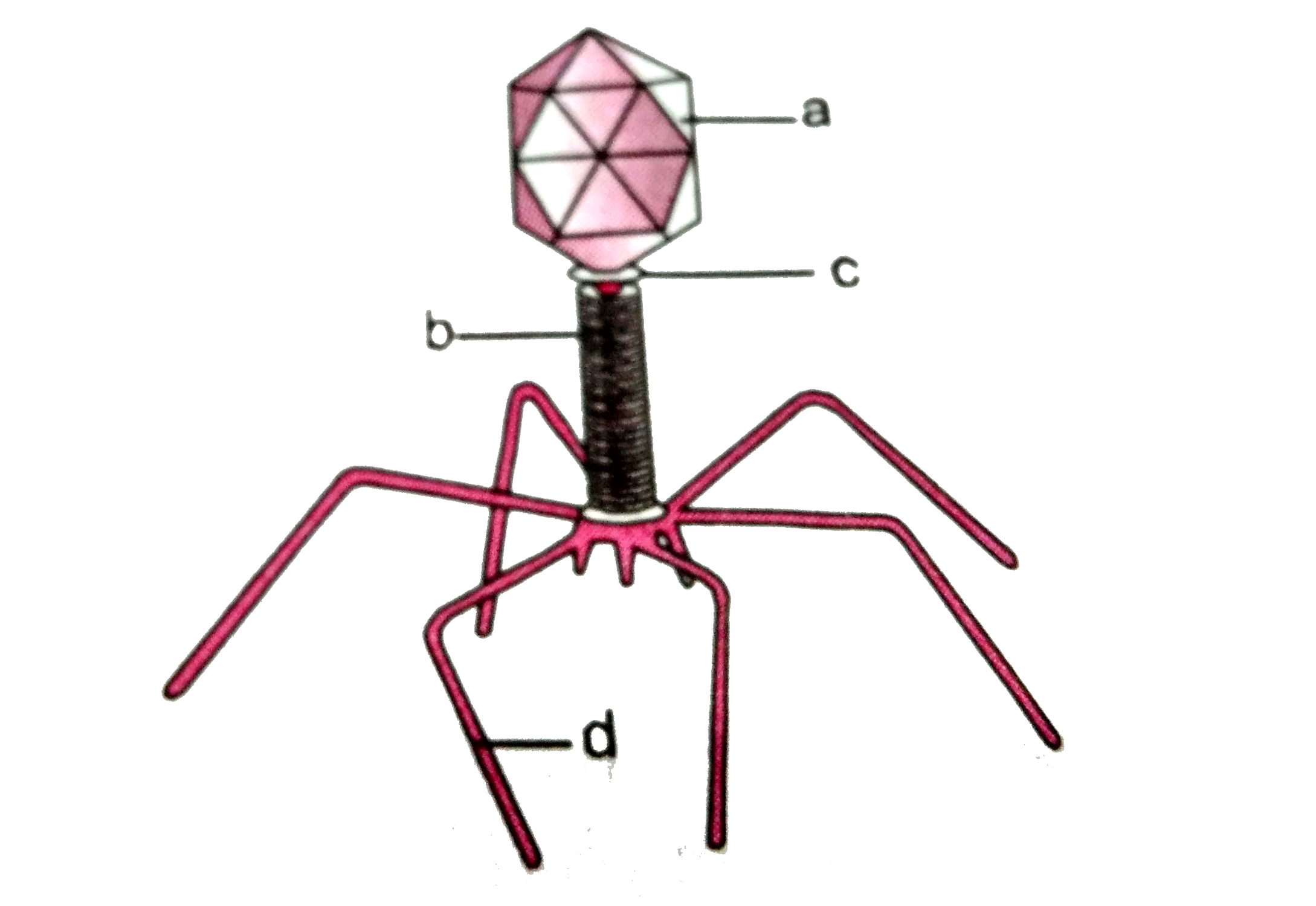 Given is a diagram of a bacteriophage in which one of the options all the four parts, a, b, c, and d are correct.