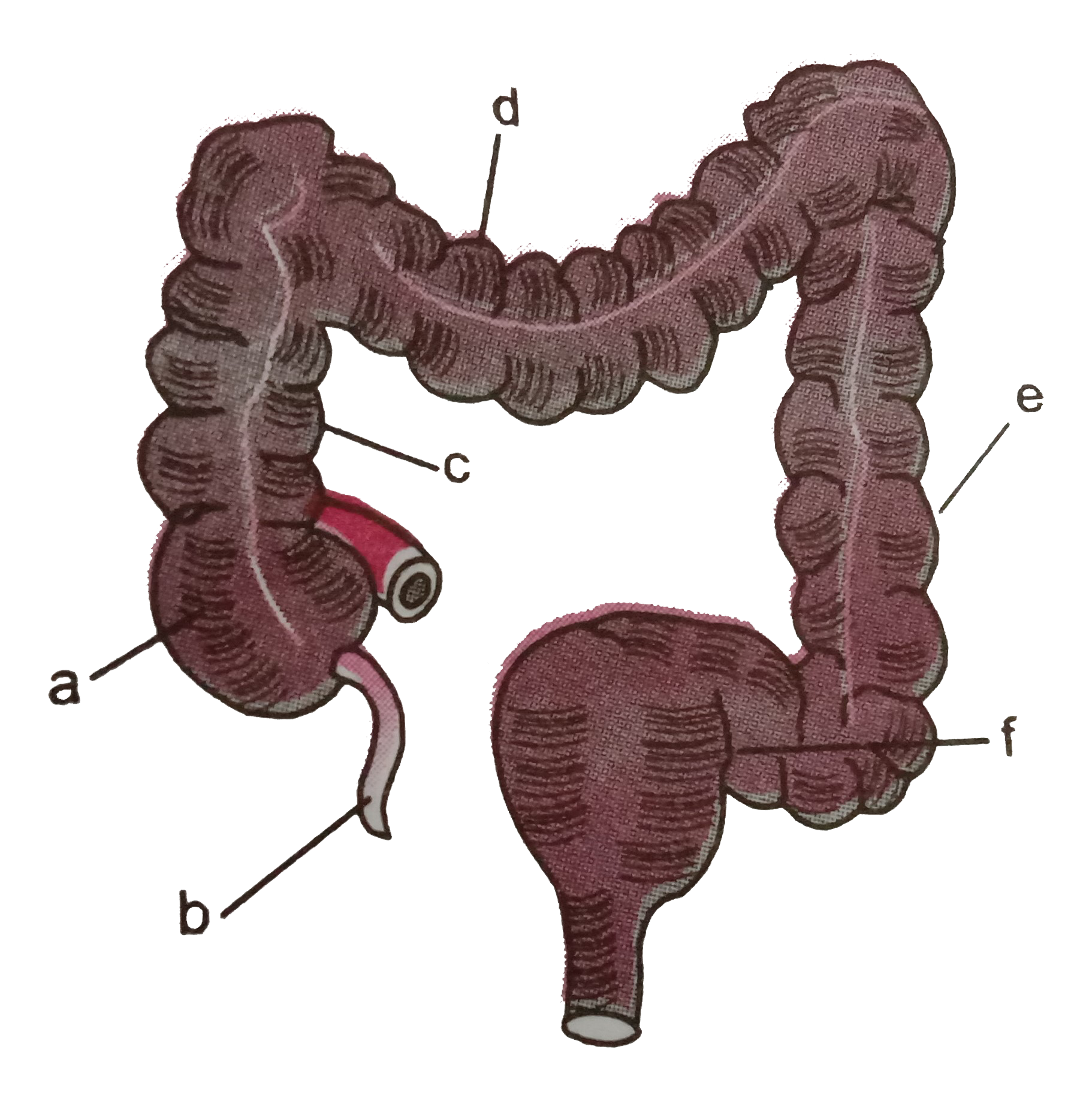 Diagram of large intestine is given here Idenstify tha parts a,b,c,d,e and f
