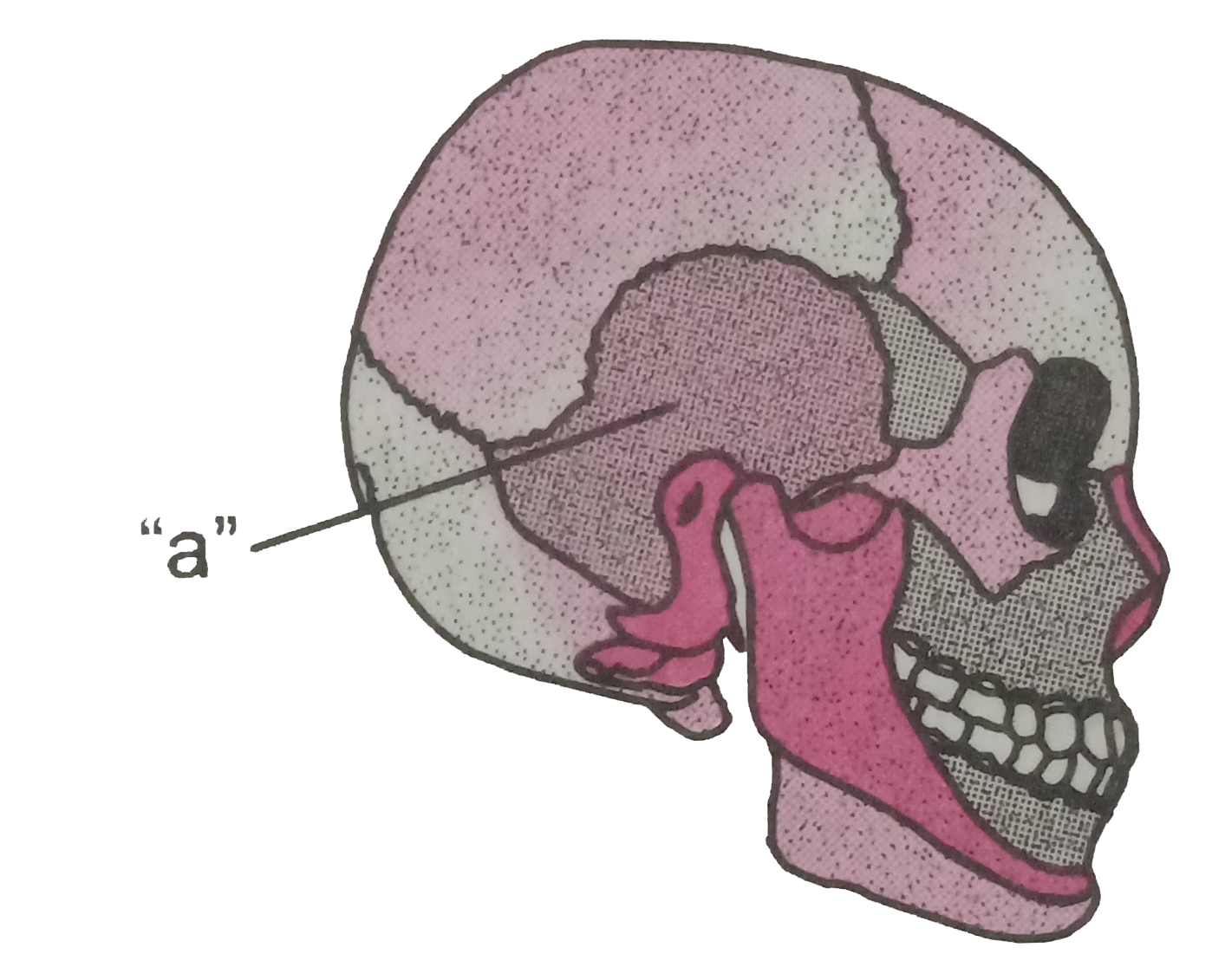 In the diagram of skull, what does