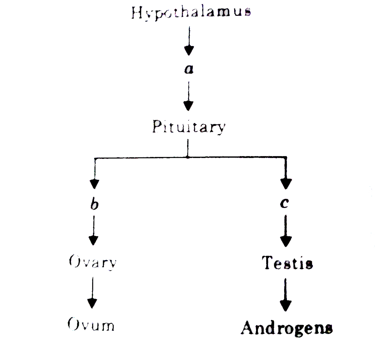 Identify the hormones a, b and c that are labelled in the given flow chart