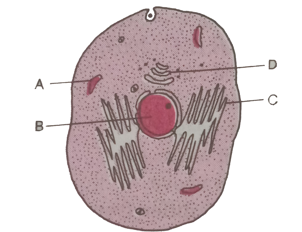 RER synthesises a plasma -membrane protein. Membrane protein becomes slightly different while passing through another cell organelle. Identify the organelle in the given diagram