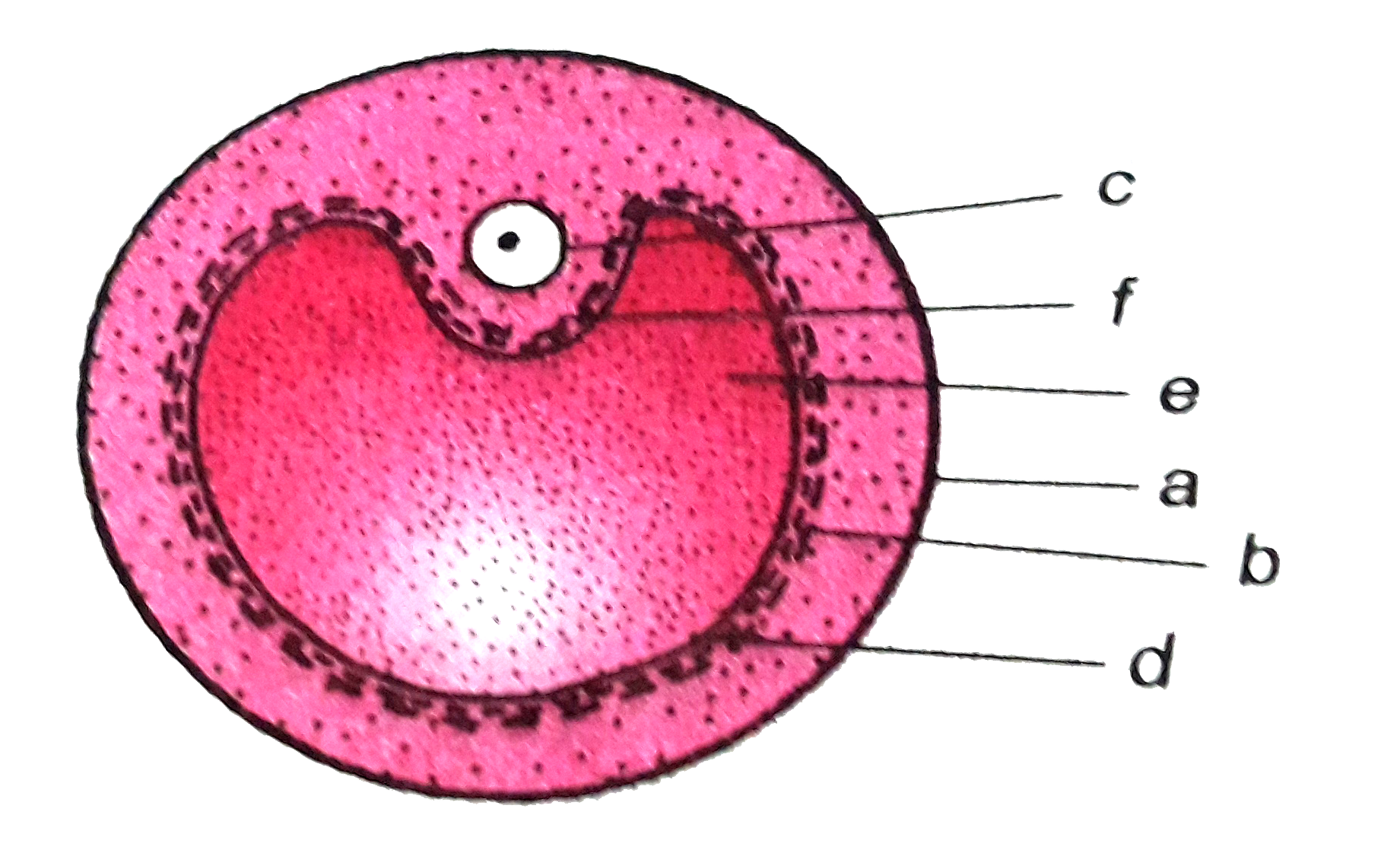 In the diagram of section of Graafian follicle. Different parts are indicated by alphabeta. Choose the correct combination