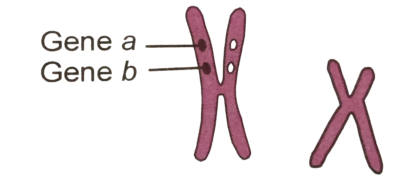 Give below is highly smplified represnttion of the human sex chromosomes from a karyotype       The genes a and b could be of