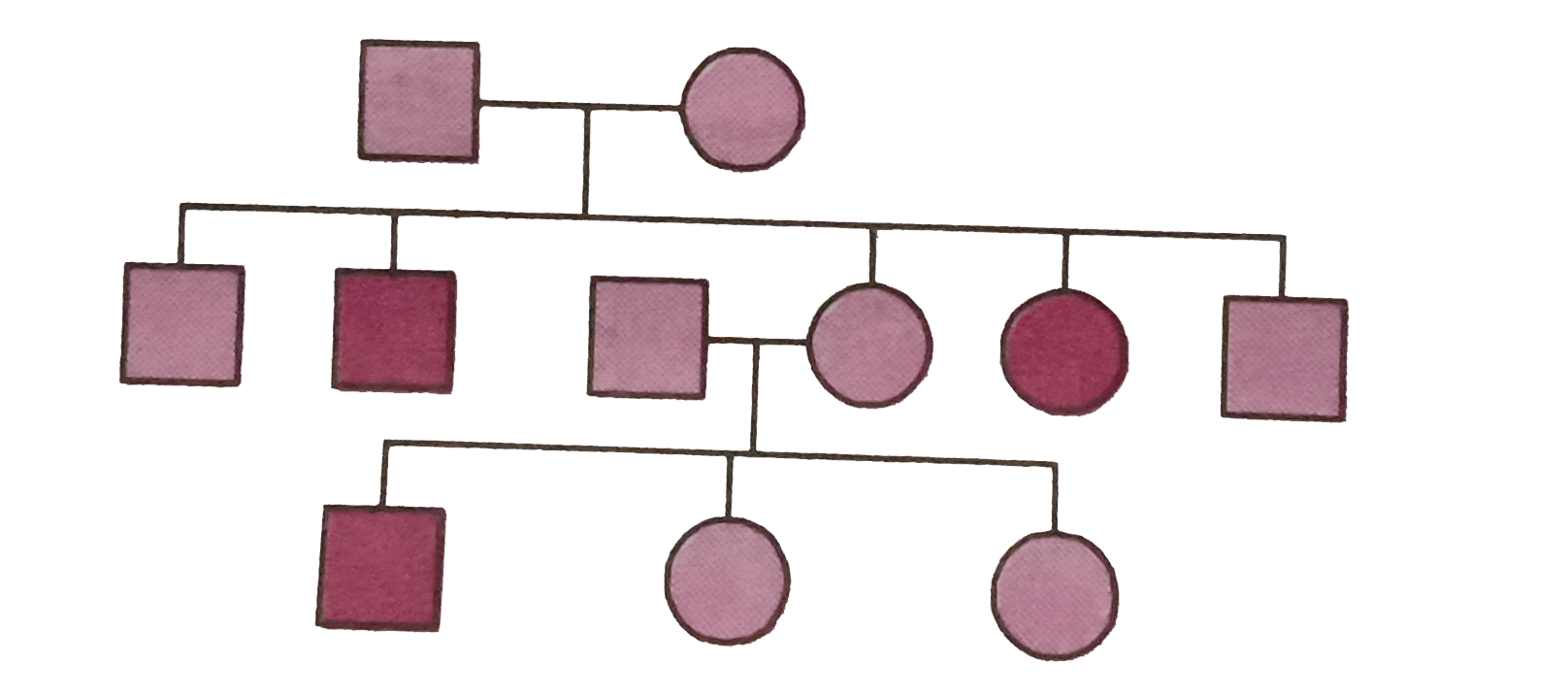 Study the pedigree chart what does it show?