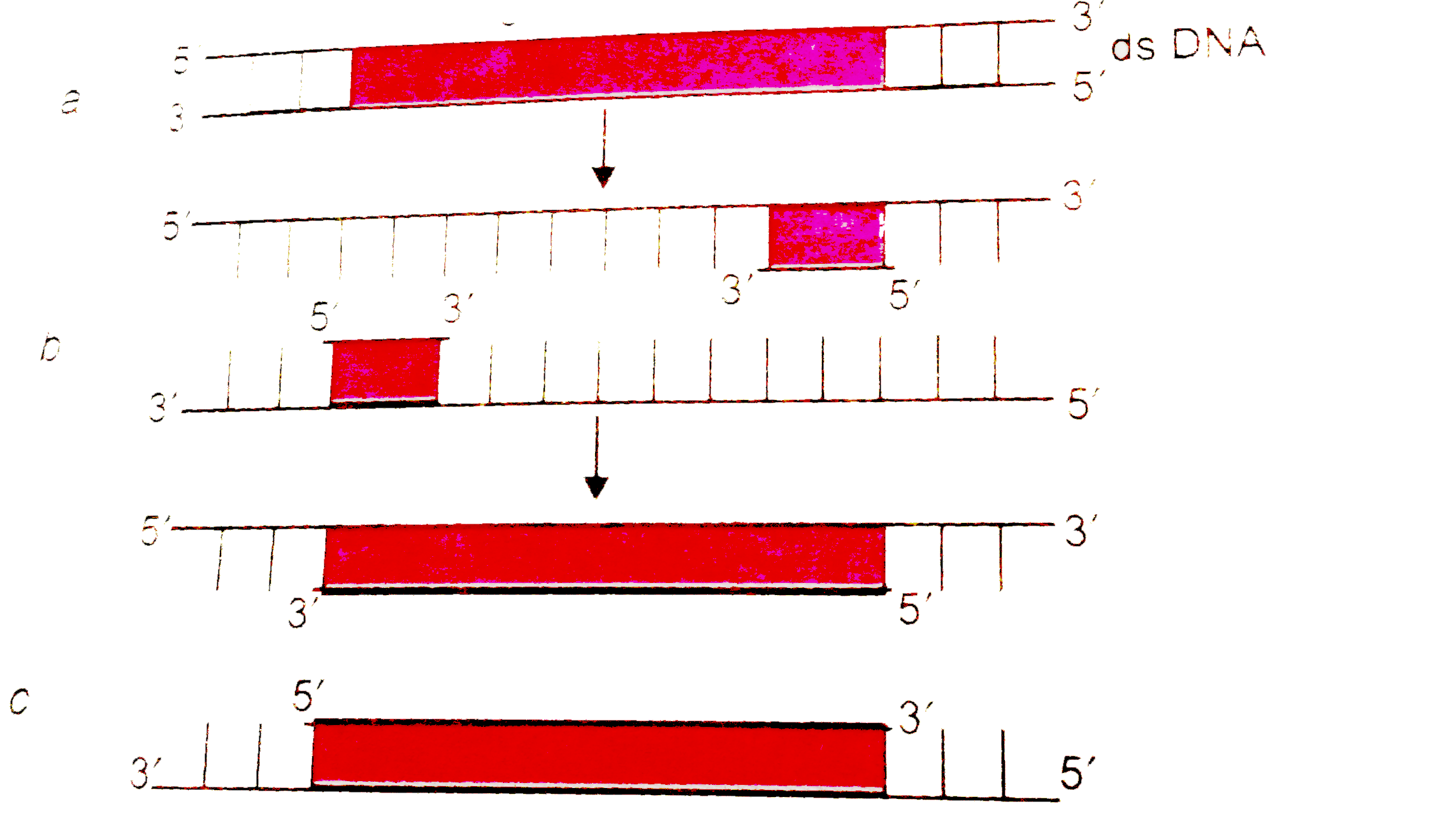 In the three steps (a,b,c) of polymerase chain reaction, select the correct step