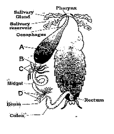 Identify structures A-D