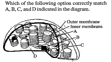 which of the following option correctly match A,B,C and D indicated in the diagram