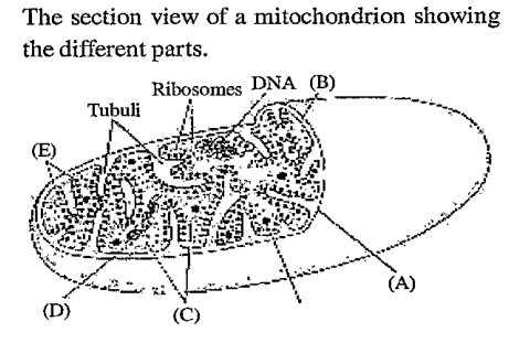 Identify A-E