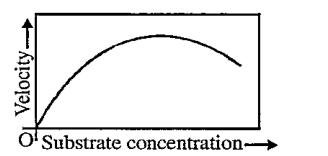 The given graph shows the effect of substrate concentration on the rate of reaction of the enzyme greengram-phosphatase. What does the graph indicate?