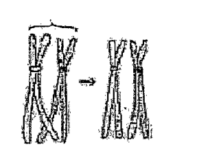 Given below is the representation of a certain event at a particular stage of a type of cell division. Which stage is shown by the given figure?