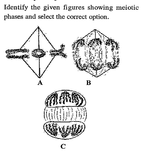 identify the given figures showing meiotic phases and select the correct option