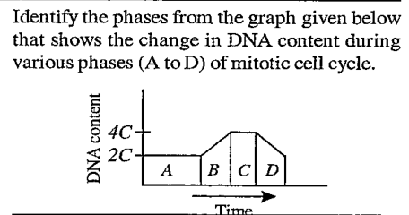 Identify the phases from the graph given below that shows the change in DNA content during various phases (A to D) pf mitotic cell cycle