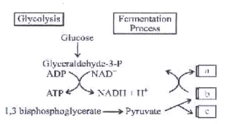 Choose the correct combination of labelling of the molecules involved in the pathway of anaerobic respiration, in yeast