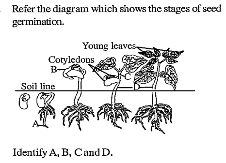 Refer the diagram which shows the stages of seed germination